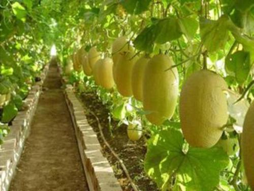 哈密瓜是哪里特产 十大名贵哈密瓜