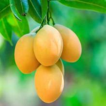 芒果是哪里特产 中国哪里产的芒果好吃甜