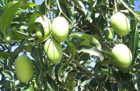 攀枝花特产小芒果 攀枝花哪个县的芒果最好吃