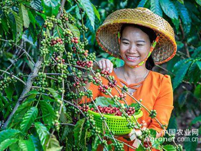 云南的特产咖啡豆品种 云南咖啡豆品种大全