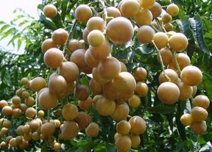 黄皮果是什么地方特产 广东湛江黄皮果图片