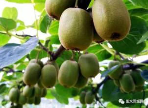 三峡的特产猕猴桃 中国什么地方猕猴桃最好吃