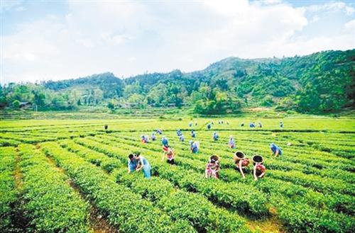 四川特产的茶叶送长辈 四川适合带给长辈的特产有哪些