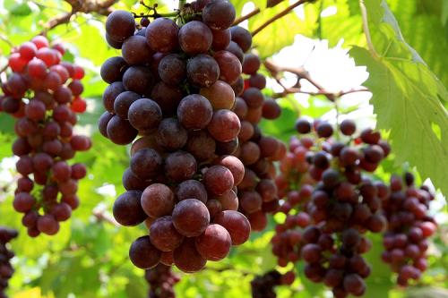 葡萄特产来自哪里 中国哪里地方产的葡萄好吃