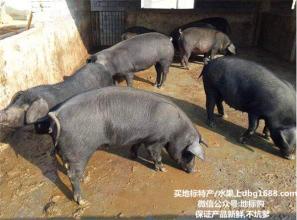 大别山特产黑猪腊肉 湘西正宗黑猪腊肉多少钱一斤