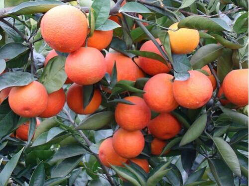 血橙哪个地方特产 哪个地方的血橙最好