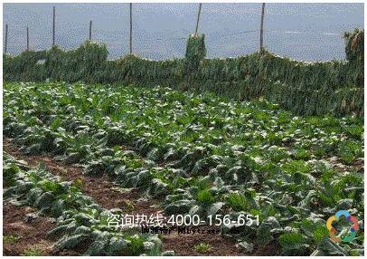 淅川县城关渠首龙土特产展销中心 淅川县最大农产品批发市场