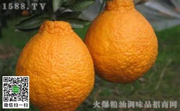 广西水果特产名称图片沙糖桔 广西桂林沙糖桔全景图