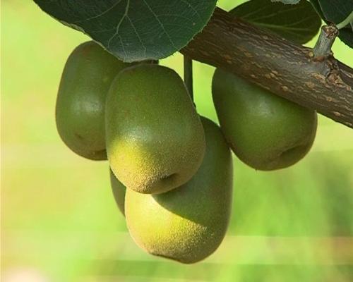广西猴桃土特产 广西哪种猕猴桃最好