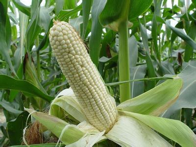 玉米特产有哪些品牌 十大食品玉米品种
