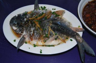 湄公河特产鱼视频大全 湄公河最值钱的鱼