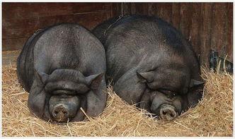 黑猪是哪的特产 黑猪在哪里盛产