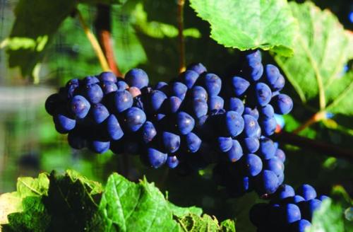 香印葡萄是哪里的特产 香印葡萄来自哪里