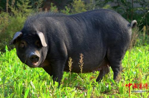 内蒙古特产散养黑猪绿色食品 山地散养黑猪猪肉介绍