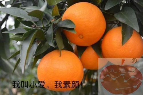 柑橘的特产在哪些地方可以买到 市场最受欢迎的柑橘