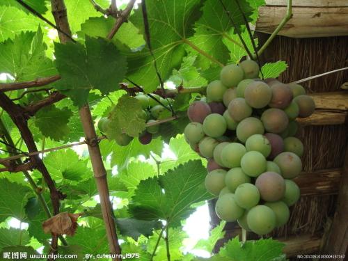 库尔勒特产葡萄酒 新疆库尔勒红酒推荐