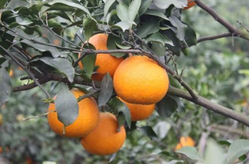 眉山市特产水果有哪些品种 四川眉山特色水果介绍