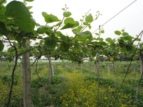 猕猴桃是四川省什么地方的特产 四川主要的猕猴桃产地