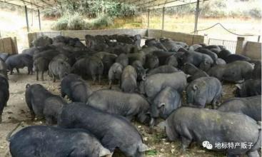 黑猪是哪个地方特产 黑猪哪个县最多