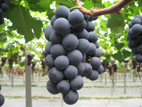 中国葡萄特产 中国最好吃的葡萄产地