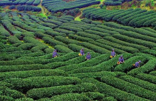 黑茶产自哪里的特产好 黑茶最佳产地