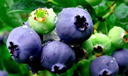 新疆正宗特产蓝莓 新疆蓝莓怎么样