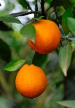 推荐一种特产柑橘 柑橘特产