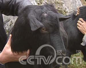 羊是不是西藏特产 西藏的羊都叫什么名字