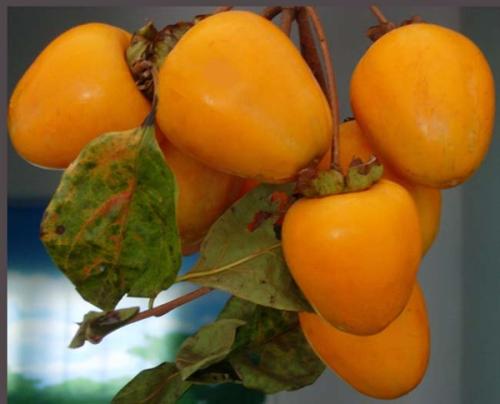 贵州铜仁思南特产柚子 贵州特产拉兹蜜柚