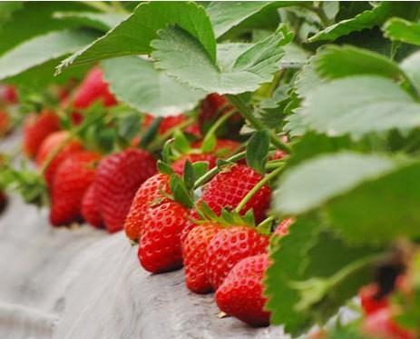 佛山特产草莓品种 有名的草莓产地