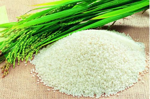恩平特产长粒香米 新会最好吃的米