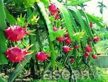 火龙果是什么地方的土特产 中国火龙果哪里产的最好吃