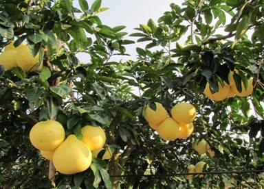 荔波县现在有什么水果特产 荔波最好的水果