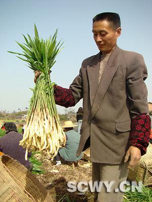 新疆特产生姜是怎么样的 正宗新疆生姜批发价格