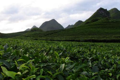 贵州特产茶叶品牌 贵州有什么有名的茶叶