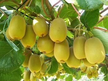 道真土特产猕猴桃 猕猴桃是哪里的土特产品