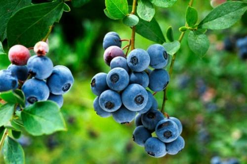 青岛特产蓝莓 青岛最好的蓝莓