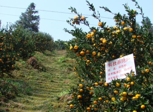 贵州省黔东南有哪些特产水果 贵州十大特产水果