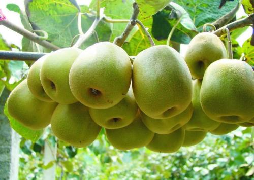 丹寨十大特产水果 丹寨特产水果