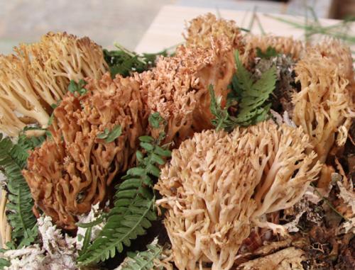 尖顶枝瑚菌