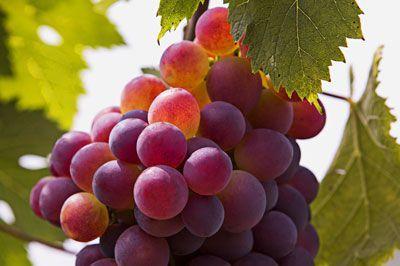 福建特产葡萄是什么 福建葡萄很出名的是哪里
