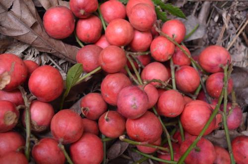 云南临沧佤族特产水果 临沧的特产是什么水果