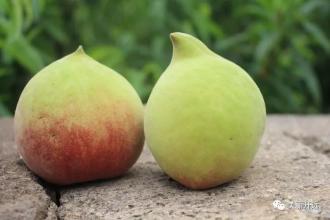 山东特产水蜜桃是什么 