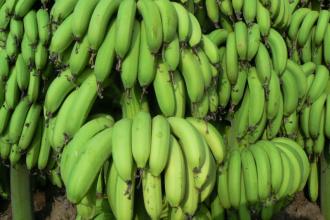 清远特产香蕉 广东本地香蕉熟了还是绿的