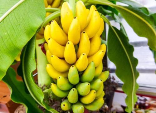 龙溪特产香蕉 中国各省香蕉特产