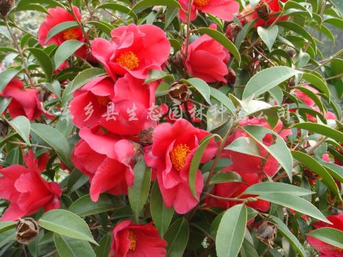 新疆特产藏红花还有什么品种 新疆红花有几种