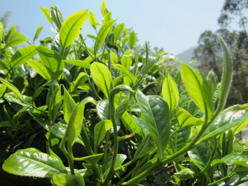 为什么云南特产是普洱茶 普洱茶为什么在云南