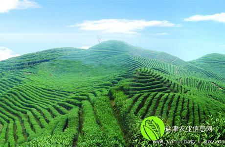 上海特产什么茶叶最出名 上海什么茶最有名