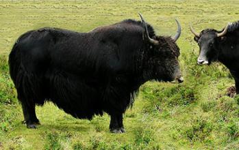 西藏特产牦牛肉是什么 西藏牦牛肉什么地方买正宗