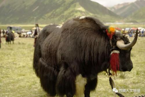 西藏特产风干牦牛 在西藏风干牦牛肉多少钱一斤